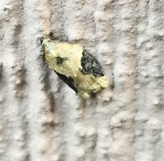 Acleris laterana