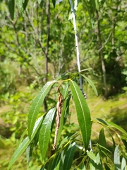 Salix acutifolia