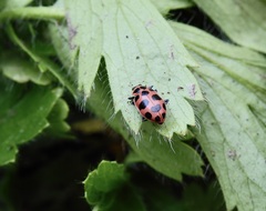 Coleomegilla maculata
