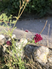 Sixalix atropurpurea