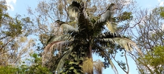 Archontophoenix alexandrae