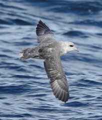 Fulmarus glacialis