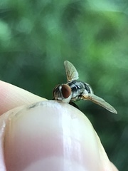 Gymnoclytia