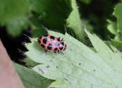Coleomegilla maculata