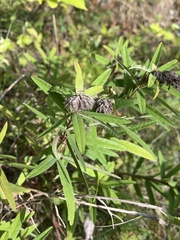 Trifolium rubens