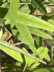 Trifolium rubens