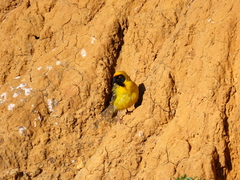 Ploceus velatus