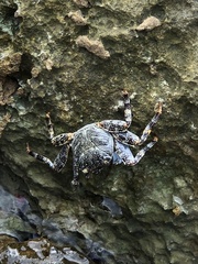 Grapsus grapsus