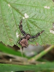 Thomisidae
