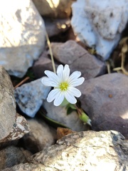 Cerastium alpinum