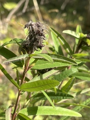Trifolium rubens
