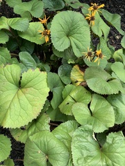 Packera obovata