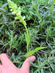 Pterygodium volucris