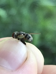 Gymnoclytia