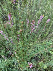 Lespedeza virginica