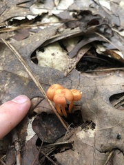 Hygrocybe miniata