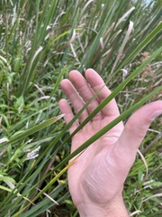 Typha angustifolia