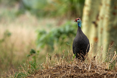 Numida meleagris mitratus