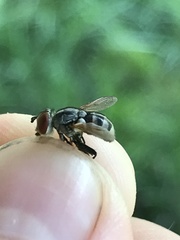 Gymnoclytia