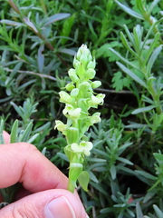 Pterygodium volucris