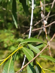 Salix acutifolia
