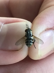 Gymnoclytia