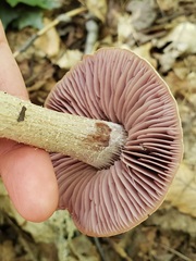 Laccaria ochropurpurea
