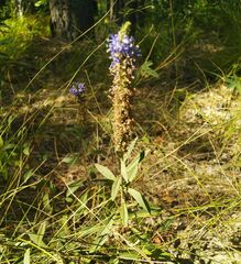 Veronica spicata