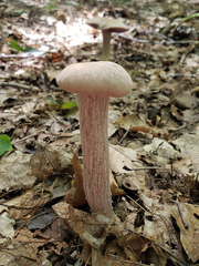 Laccaria ochropurpurea