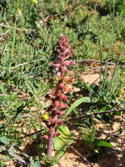 Lachenalia