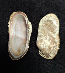 Barbatia domingensis