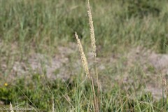 Ammophila breviligulata