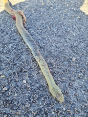 Malpolon monspessulanus