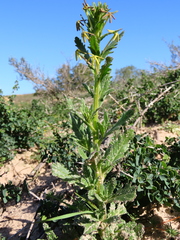 Lyperia