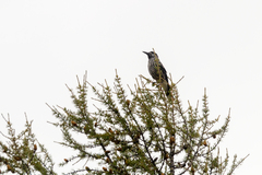 Nucifraga caryocatactes