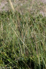 Ammophila breviligulata
