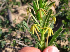 Lyperia