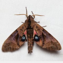 Paonias excaecata