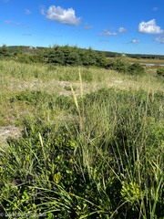 Ammophila breviligulata