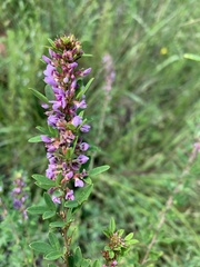 Lespedeza virginica