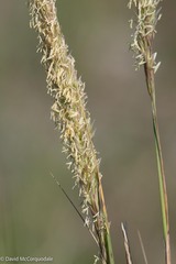 Ammophila breviligulata