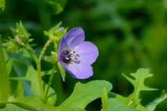 Pholistoma auritum auritum
