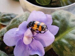 Nicrophorus vespillo