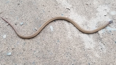 Storeria occipitomaculata