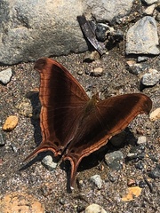 Marpesia zerynthia