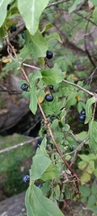 Lonicera nigra