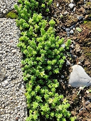 Sedum acre