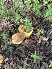 Omphalotus subilludens