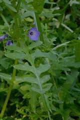 Pholistoma auritum auritum