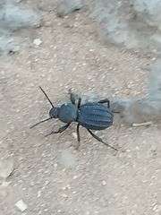 Scaurus puncticollis